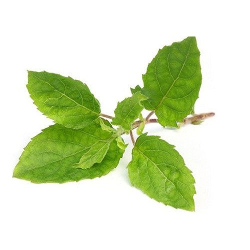 Tulsi (Holy Basil)