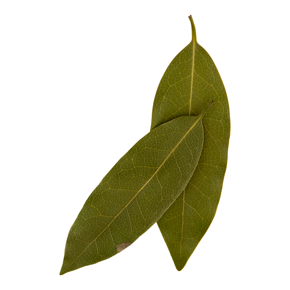 Bay Leaf