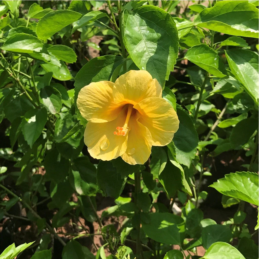 Hibiscus (Jaswand)