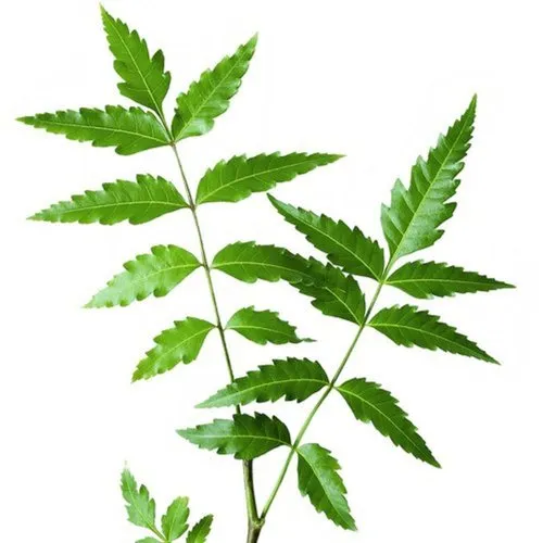 Neem (Margosa)
